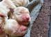 Golden retriever puppies