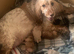 Stunning showtype cocker spaniel pups all reserved