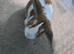 Holland Lop/ mini Lop mixed
