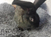 continentel giants rabbits for sale ready go now