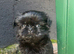 TINY BLACK FEMALE IMPERIAL SHIH TZU - £450