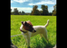 JACK RUSSELL TERRIER PUPS FOR SALE