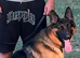 Beautiful dogs for sale