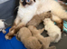 Ragdoll kittens