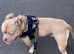 American pocket bully