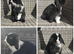 4 Stunning Mini-Lops for Sale