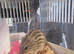 Trio of African striped mice/Zebra mice