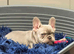 Beautiful French bulldog puppies