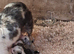 Blue and Tri Blue Merle