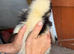 Skunks