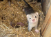 Micros ferrets