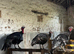 Trio of bronze turkeys