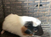 Baby guinea pigs all males