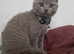 Pedigree BSH short hair