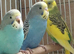 Young budgies