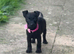 Playful Patterdale puppy's