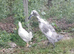 Indian runner duck