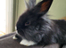 Lionhead baby 14 weeks old