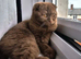 Cinnamon scottish fold