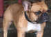 Champion French Bulldog at Stud - IMPORT