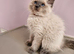 Fluffy, Friendly Ragdoll Kittens