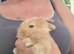 3 Baby Lion lops look for thier new homes in the next 3 weeks