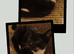 tuxedo kittens