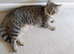 ACTIVE female british shorthair