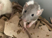 Rats for sale hull