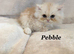 *Last One* Beautiful Pure Persian Kittens