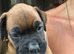 Last Beautiful boxer puppy