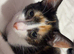Calico kitten