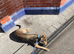 I have this dog pup 18 months olds knows the job