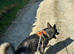 German shepherd cross
