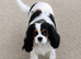 BEAUTIFUL CAVALIER KING CHARLES SPANIEL