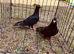 Racing pigeons
