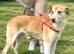 Luna  A Beautiful, Gentle Labrador-Type Girl Looking for Love