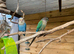 Parrot Rescue - I take in unwanted aviary birds