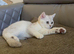 Beautiful White BSH with slight Chinchilla pattern looking for home