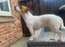 Jack russell girl