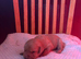 Beautiful KC Fox Red Labrador Puppies