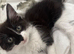 Part maine coon kittens