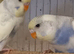 2026 Pied Budgies for sale