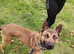 3 year old Belgian Malinois