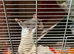 2 young female rats and cage