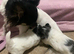 FRITZ & ROULETTE - Exceptional White Chorkie Boy & Girl with Grey Manes, hailing from 5-Gen KC Reg. Chihuahua Sire.