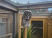 Great grey owl