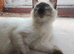 Stunning seal point female