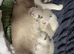 Male and female ragdoll crosses