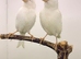 2025 white canary pair